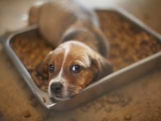 marshall humane society