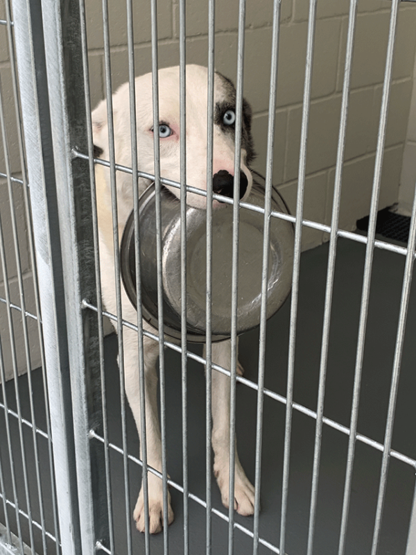 MARSHALL SHELTER Friends of Marshall Animals