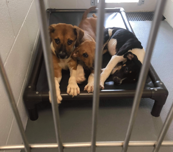 MARSHALL SHELTER Friends of Marshall Animals